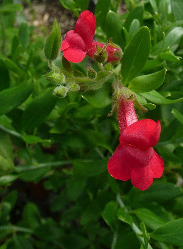 Gambelia speciosa 'Boca Rosa' - Boca Rosa Showy Island Snapdragon