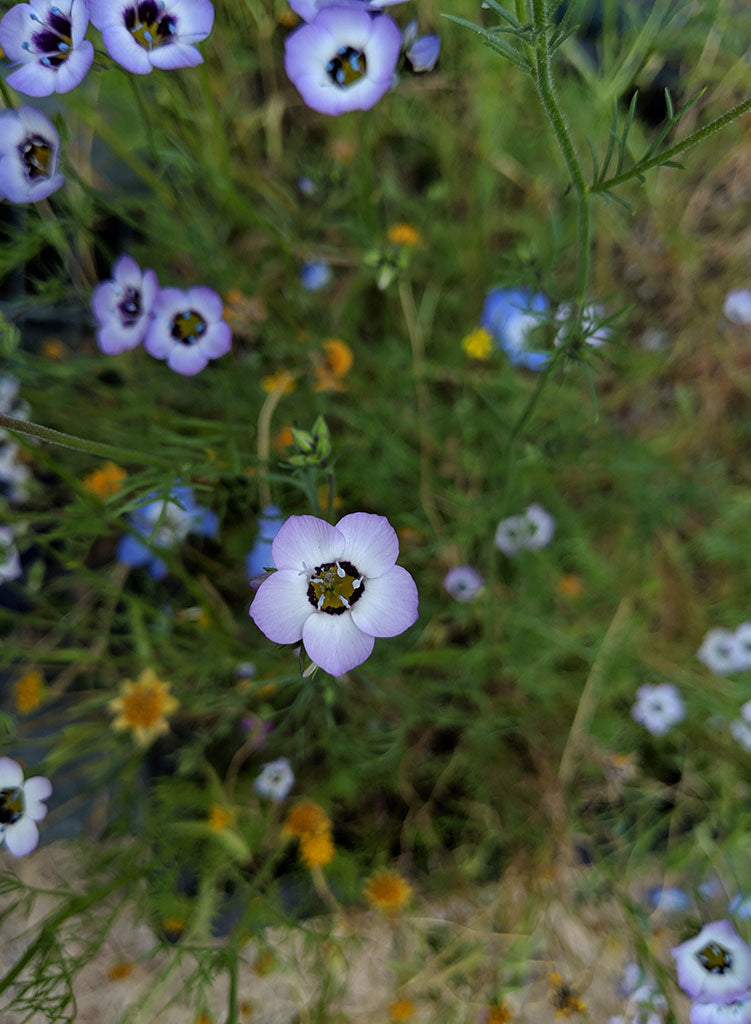 birds eye flower seeds Gilia tricolor