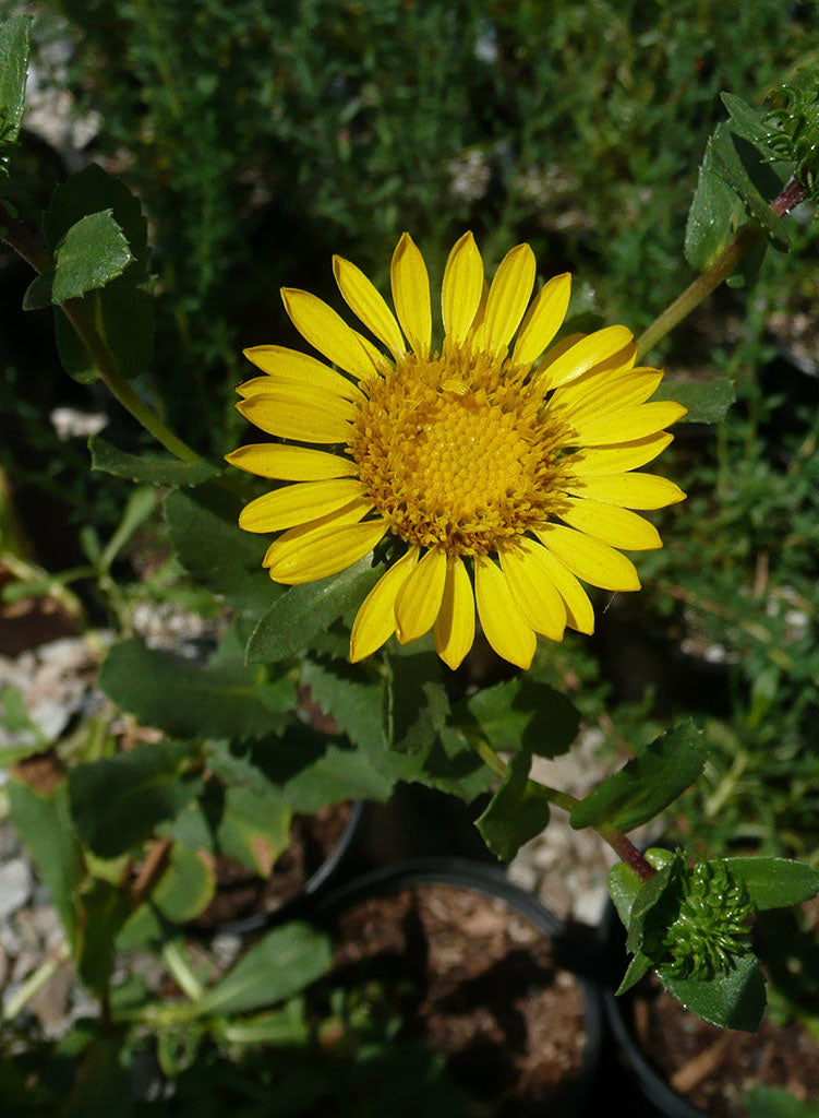 Grindelia stricta var. platyphylla