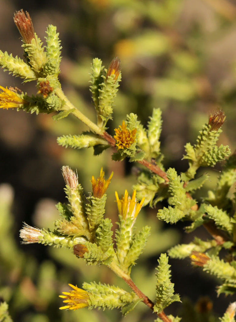 sawtooth succulent Hazardia squarrosa