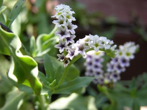 heliotrope flower seeds Heliotropium curassavicum