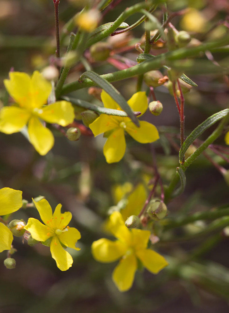 Helianthemum scoparium - Sun Rose (Plant)