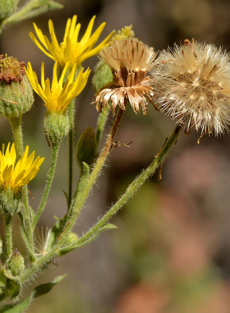 succulent weed with yellow flowers Heterotheca grandiflora