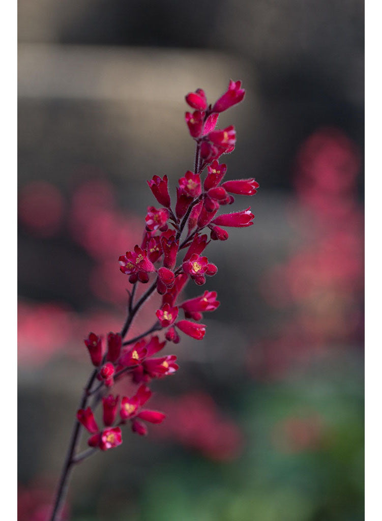Heuchera 'Canyon Belle'