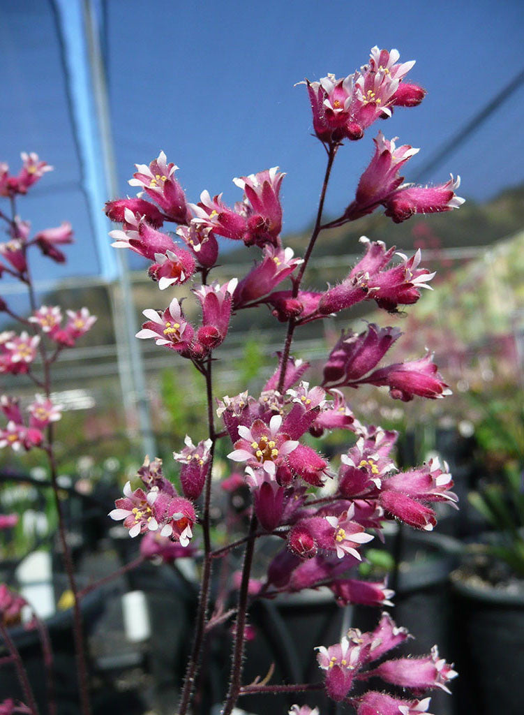 Heuchera 'Canyon Melody' - Canyon Melody Coral Bells (Plant