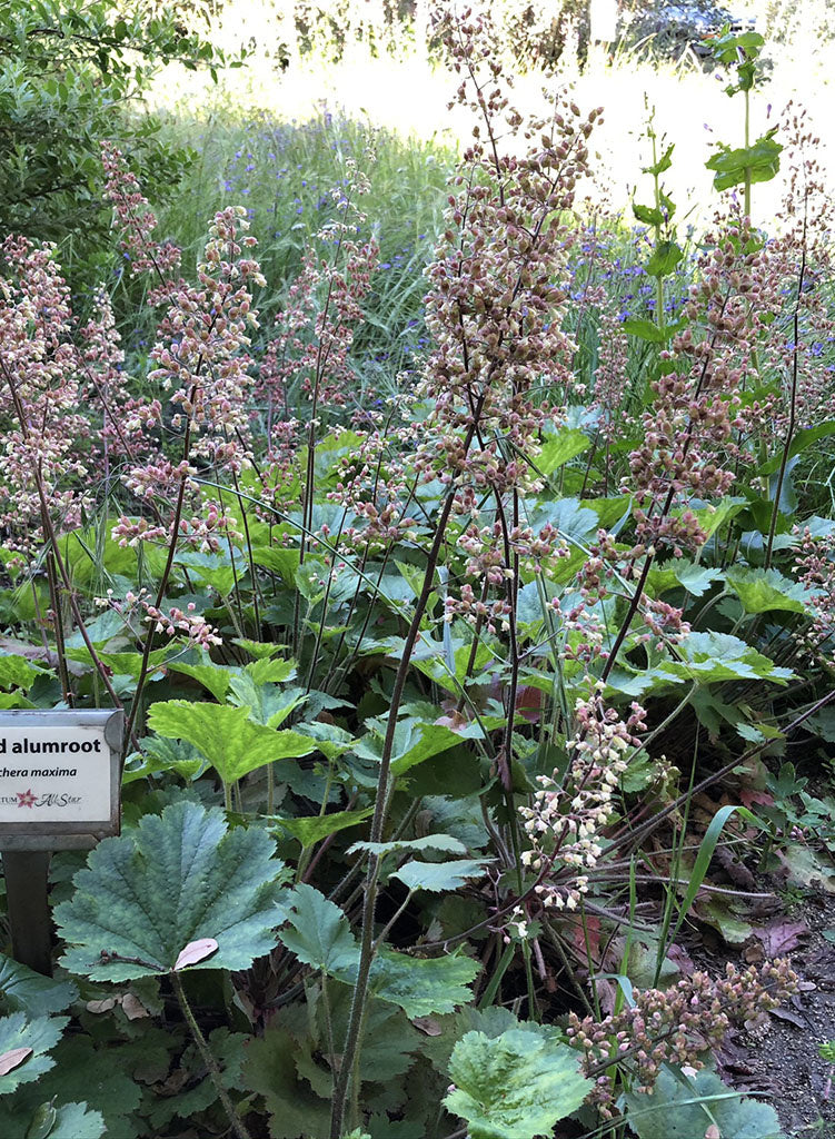 Heuchera maxima - Island Alumroot (Plant)