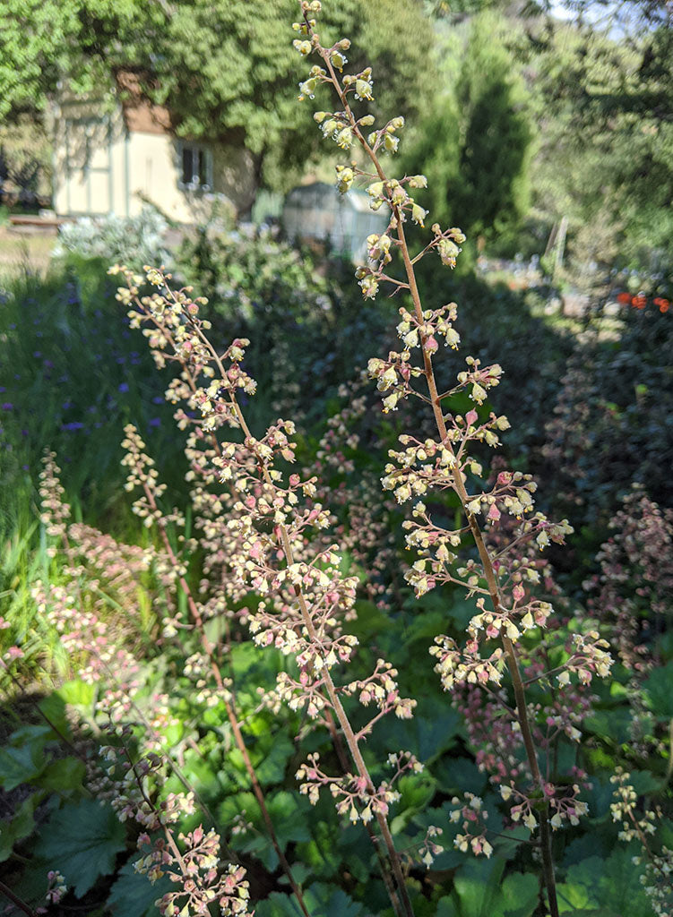 Heuchera maxima - Island Alumroot (Plant)