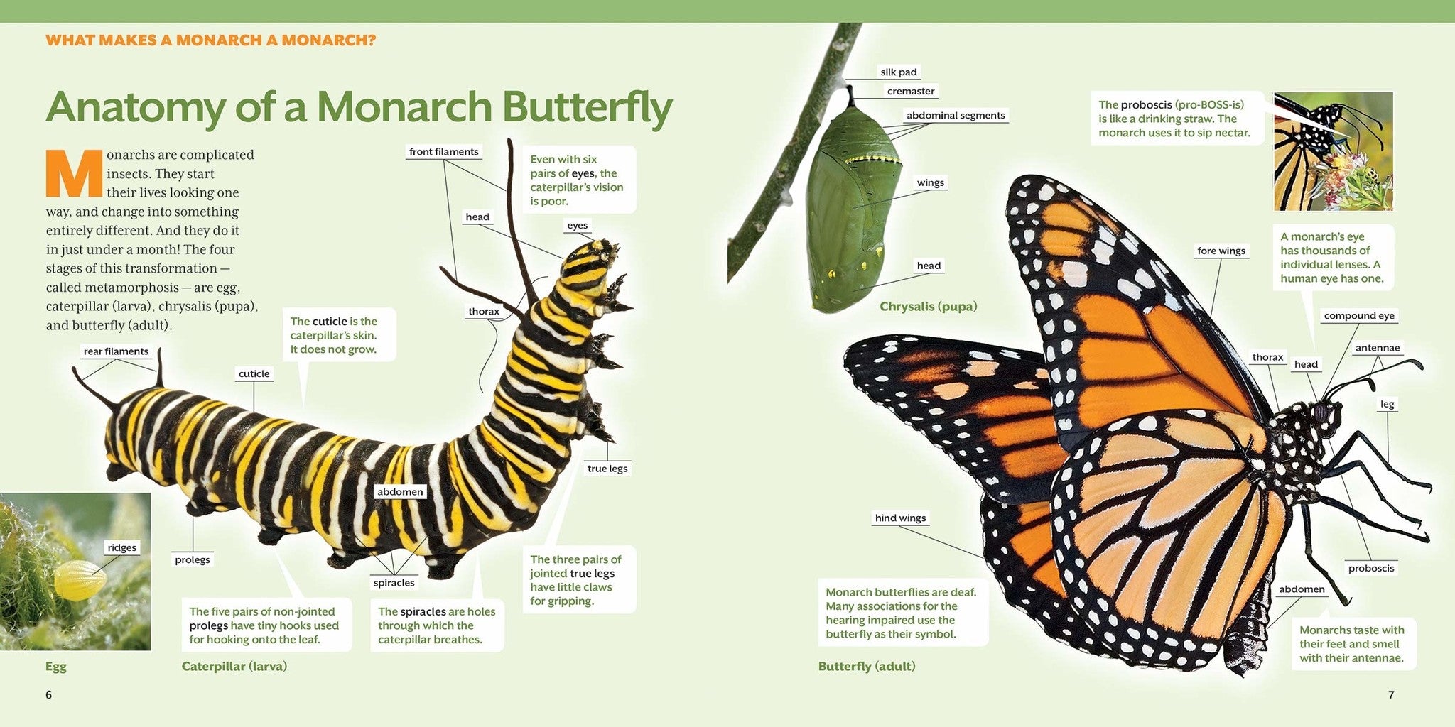 how-to-raise-monarch-butterflies-01.jpg