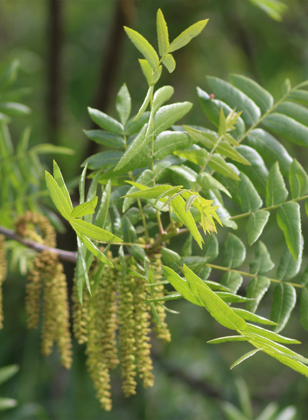 Juglans californica