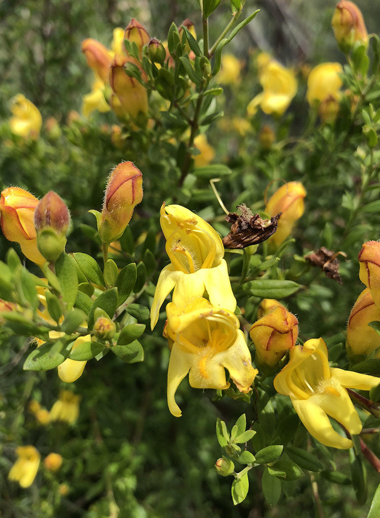 Keckiella antirrhinoides - Chaparral Beard Tongue, Snapdragon