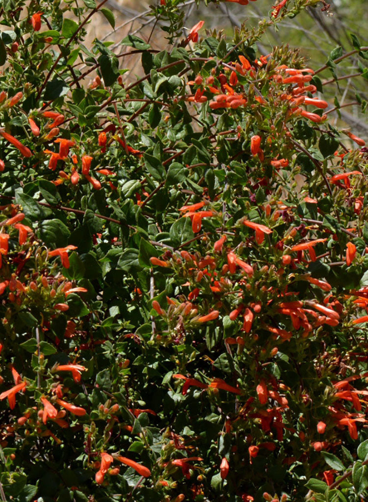 Keckiella cordifolia - Heart-Leaved Keckiella (Plant)