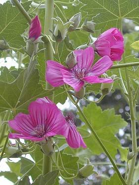 planting malva seeds Malva assurgentiflora