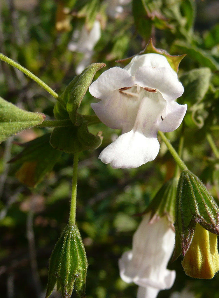 Lepechinia cardiophylla - Heart-Leaved Pitcher Sage (Plant