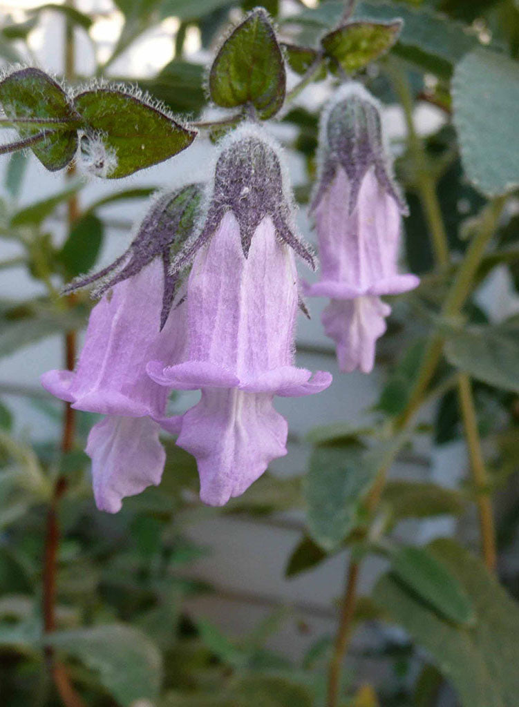 Lepechinia fragrans 'El Tigre' - El Tigre Fragrant Pitcher Sage