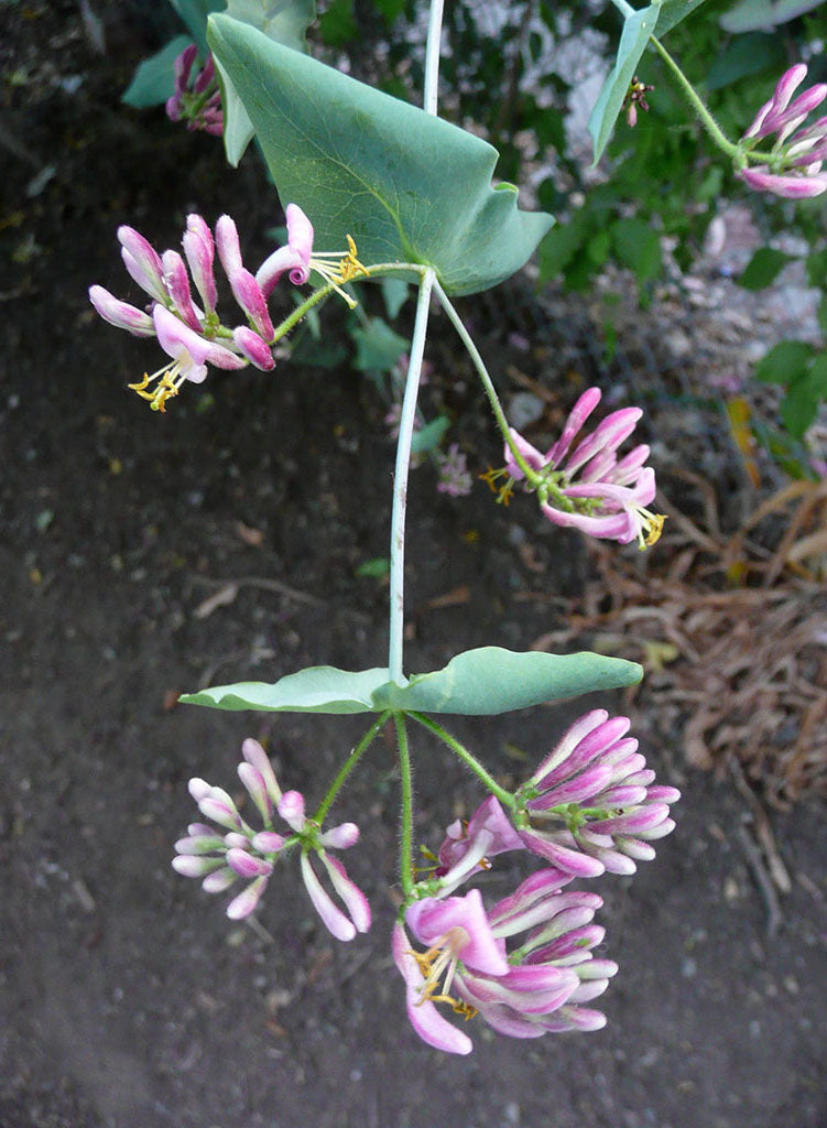 Lonicera hispidula - Pink Honeysuckle (Plant)
