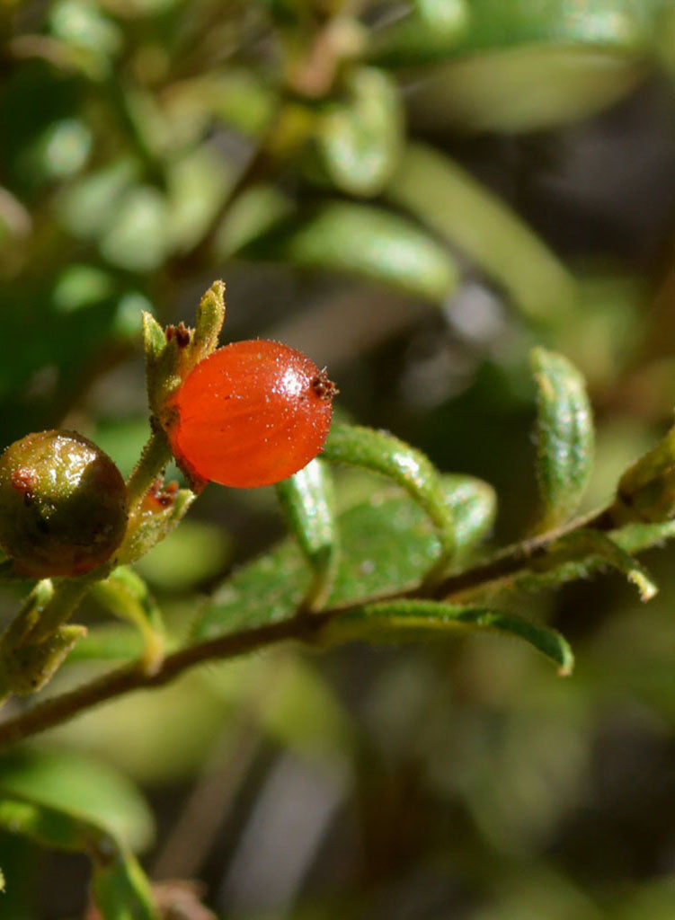 Lonicera subspicata var. subspicata