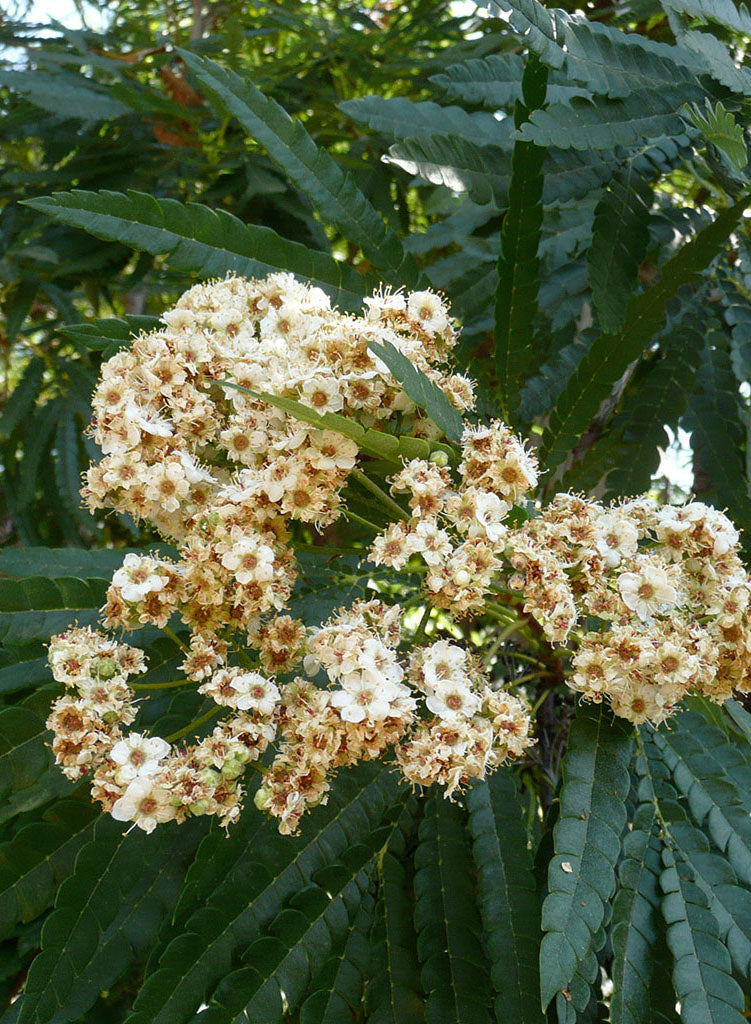 Lyonothamnus floribundus ssp. aspleniifolius Santa Cruz Island