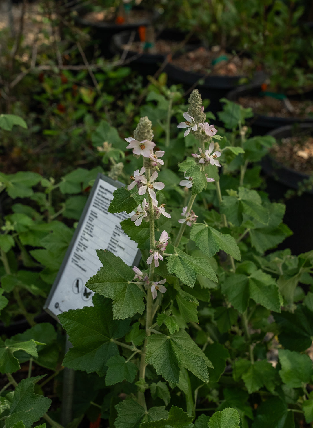 Malacothamnus clementinus