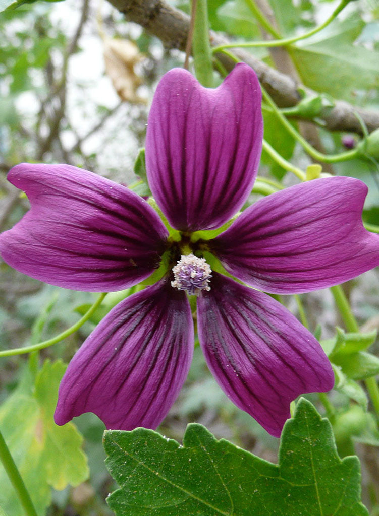 malva plant and snakes Malva 'Black Heart'