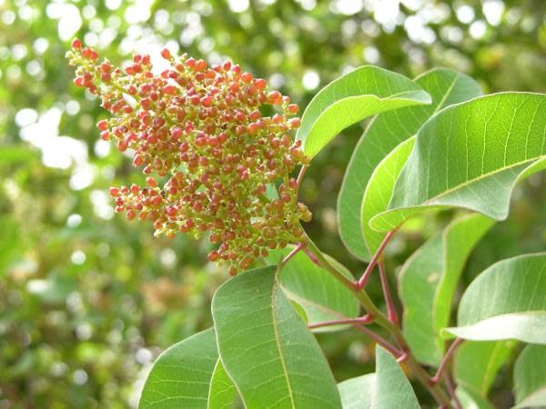 planting sumac seeds Malosma laurina