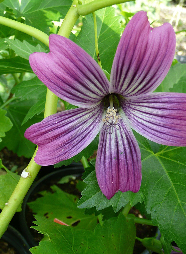 Malva 'Purisima' - Purisima Island Mallow (Plant)