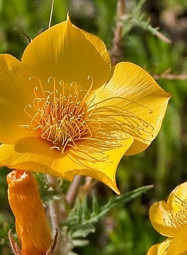 Mentzelia lindleyi - Lindley's Blazing Star (Seed) – Theodore