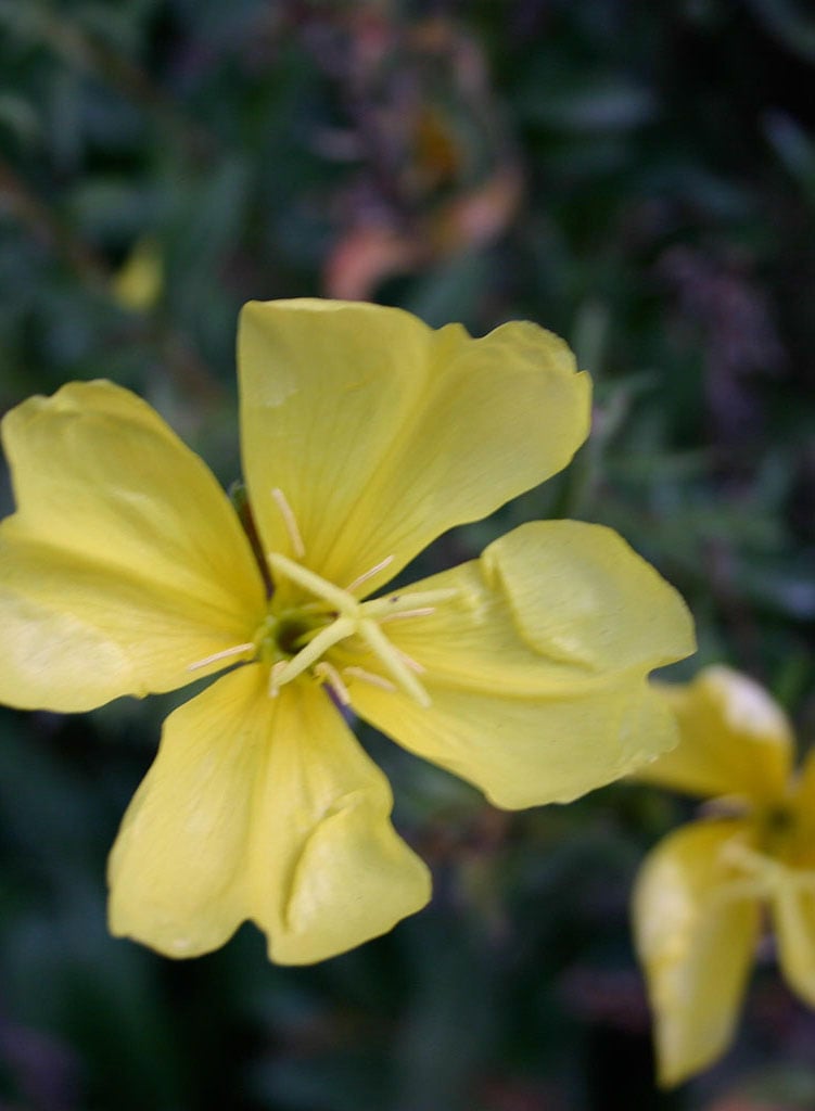 Oenothera elata ssp. hookeri - Hooker's Evening Primrose (Plant