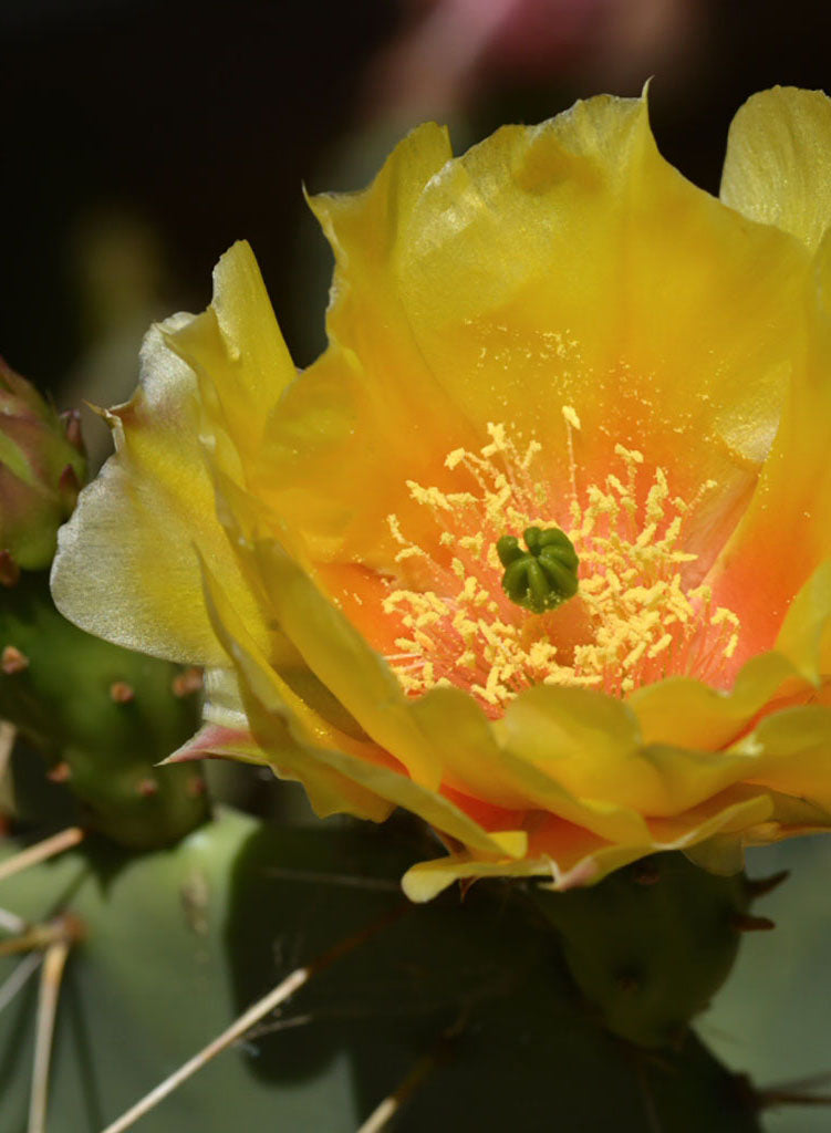 coastal prickly pear cactus Opuntia littoralis