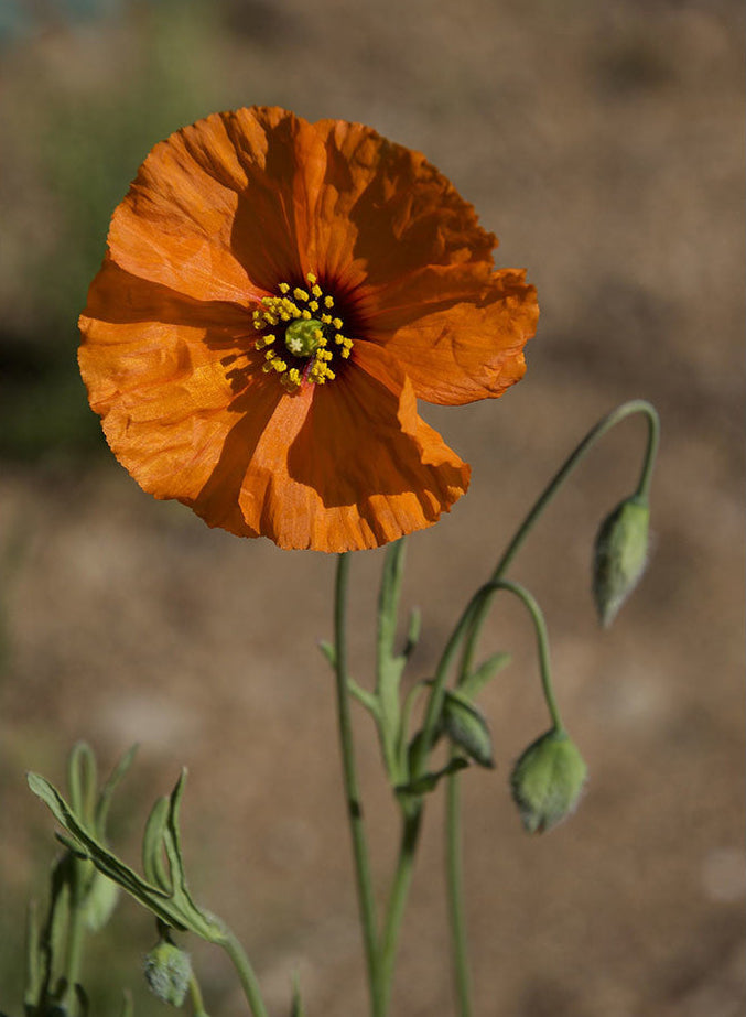 Papaver heterophyllum - Wind Poppy (Plant)