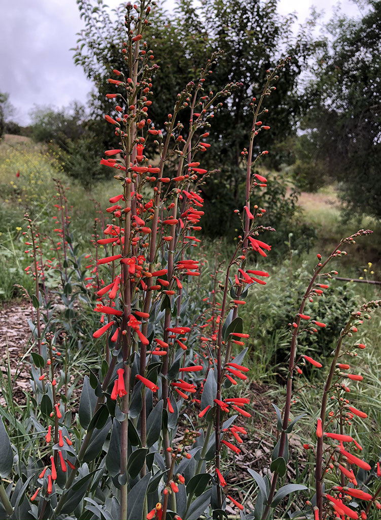 Penstemon centranthifolius