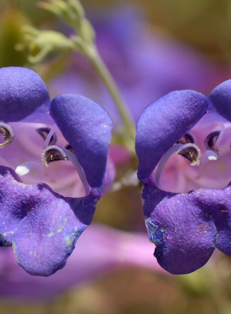 pothen esches Penstemon heterophyllus var. heterophyllus