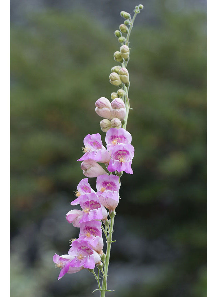 Penstemon palmeri - Palmer's Penstemon (Plant)