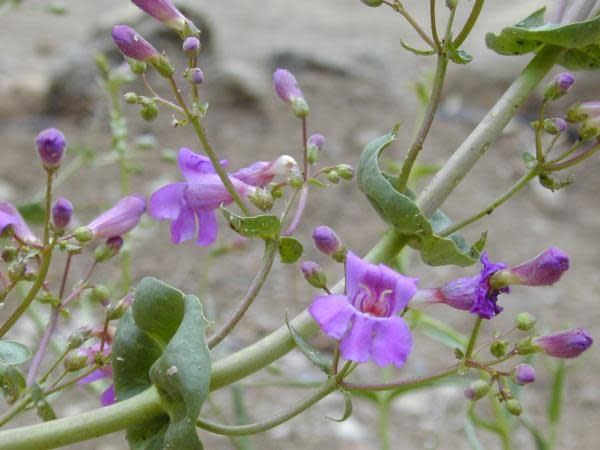 Penstemon spectabilis - Showy Penstemon (Seed)