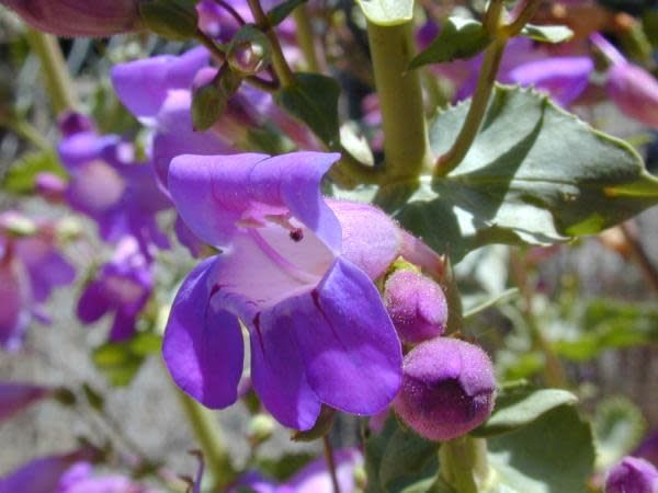 Penstemon spectabilis - Showy Penstemon (Seed)