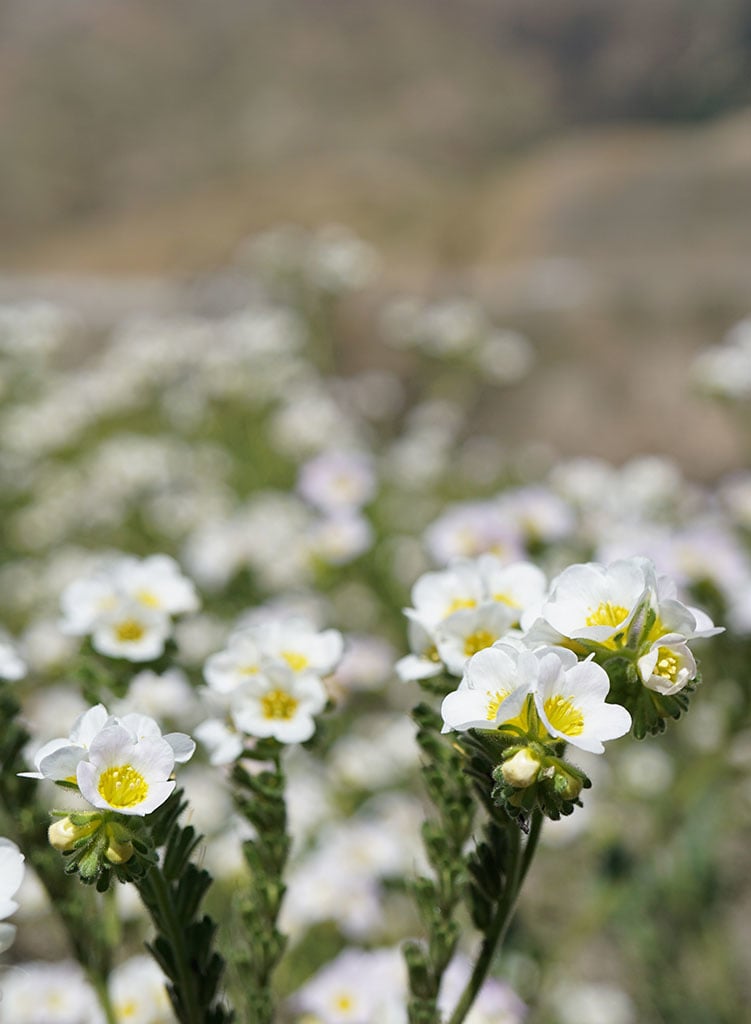 Phacelia brachyloba - Short Lobed Phacelia (Plant) – Theodore