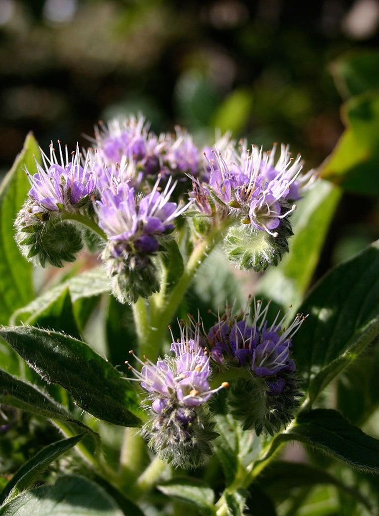 califia plant Phacelia californica