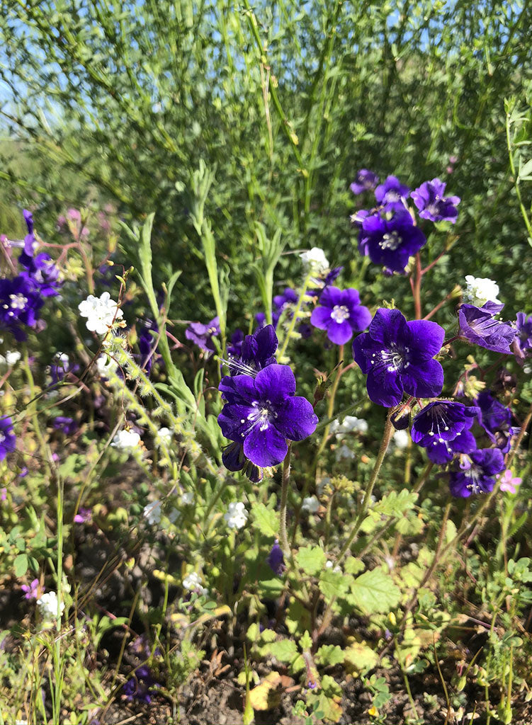 Phacelia parryi - Parry's Phacelia (Seed) – Theodore Payne Foundation