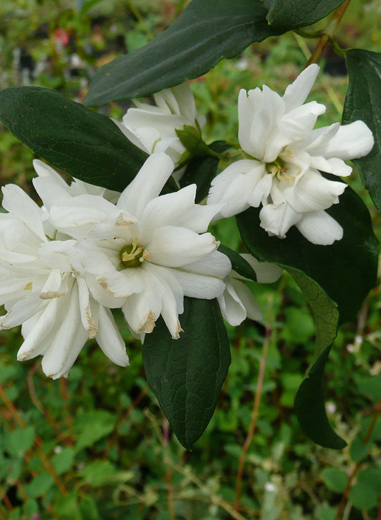 Philadelphus lewisii 'Goose Creek' - Goose Creek Mock Orange (Plant)   Theodore Payne Foundation