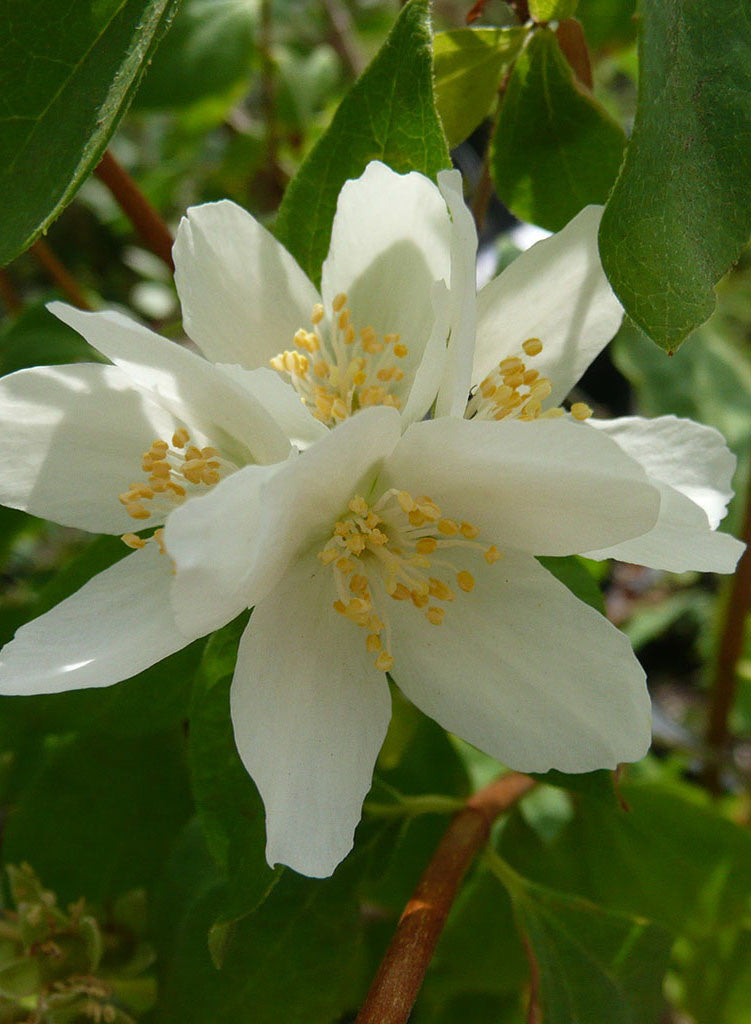 邦楽 FLOWER Philadelphus lewisii 'Marjorie Schmidt' - Marjorie Schmidt Mock
