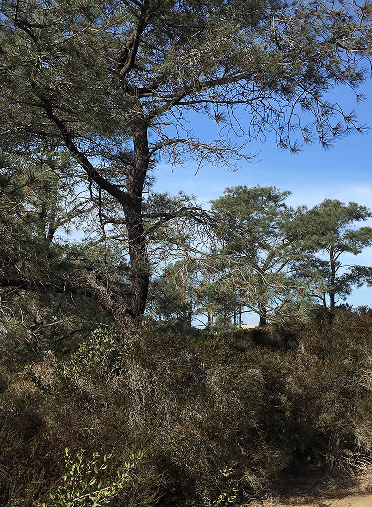 Pinus torreyana ssp. torreyana - Torrey Pine (Plant)