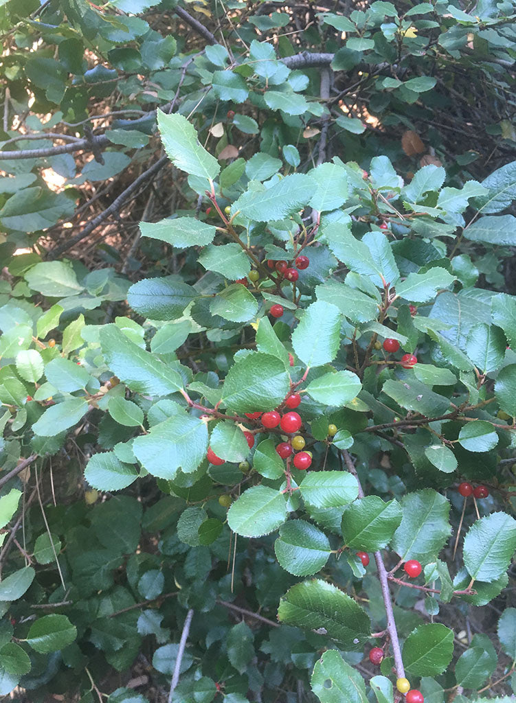 Rhamnus ilicifolia - Hollyleaf Redberry, Evergreen Buckthorn (Plant)