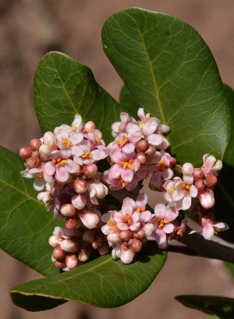 Rhus integrifolia - Lemonade Berry (Plant)