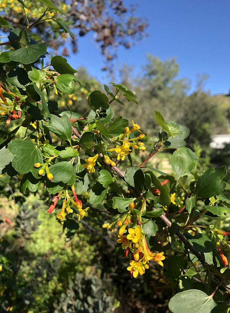 Ribes aureum var. gracillimum - Golden Currant (Plant)