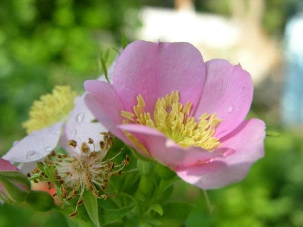 california wild rose seeds Rosa californica