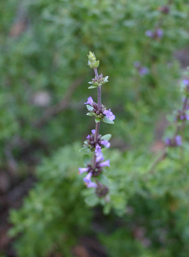 pacific blue lavender plants Salvia brandegeei 'Pacific Blue'