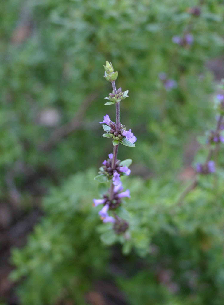 Salvia brandegeei 'Pacific Blue' - Pacific Blue Brandegee's Sage (Plant)
