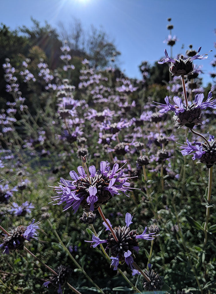 Salvia clevelandii - Cleveland Sage (Plant) – Theodore Payne