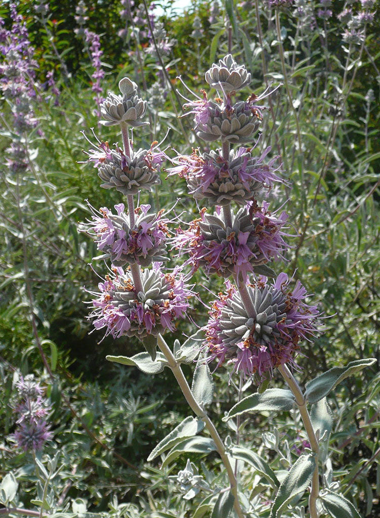 is salvia plant lavender Salvia leucophylla