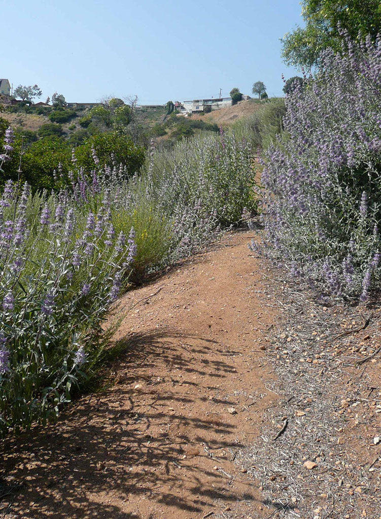 Salvia leucophylla - Purple Sage (Plant)