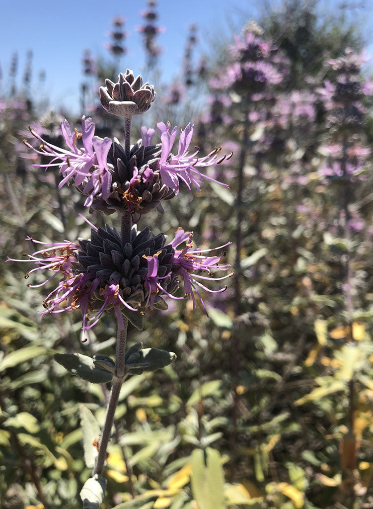 Salvia leucophylla - Purple Sage (Plant)